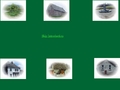 Mooncoin