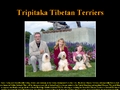 Tripitaka Tibetan Terriers